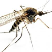 hari-malaria-sedunia-akhiri-malaria-untuk-selamanya