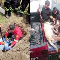 pahlawan---meninggal-kelelahan-setelah-menyelamatkan-7-korban-gempa-di-ekuador