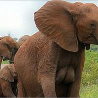 punya--payudara--bak-manusia-gajah-di-afrika-ini-bikin-gagal-fokus