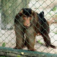 netizen-mengecam-penganiayaan-beruk-di-kalimantan-barat