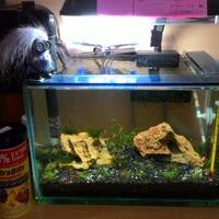 aquascape-for-everyone-learning-and-sharing---part-2