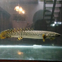 polypterus-aka-palmas-lounge-part-ii-ask-sharing--post-your-bichir-here---part-1