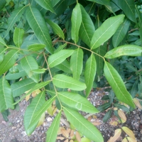 diskusi-seputar-pohon-kelengkeng