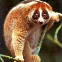 tidak-runtuhnya-teori-evolusi-dalam-20-jawaban---part-1