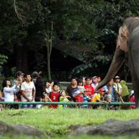 kebun-binatang-tak-putus-dirundung-problem