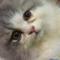 973397339619958095809658persian-cats-lover-organization966895809580961997339733