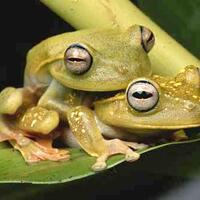 khusus-ahli-tafsir---risma-cerita-ke-megawati-telah-beli-kodok-buat-basmi-jentik-nyam