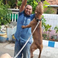 the-american-pitbull-lover039s---part-5