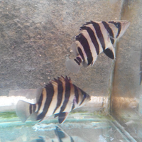 datnoids-aka-tiger-fish