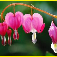 10-bunga-teraneh-paling-indah-di-dunia