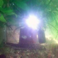 polypterus-aka-palmas-lounge-part-ii-ask-sharing--post-your-bichir-here---part-1