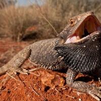 bukan-dongeng-ini-7--naga--yang-sedang-mendiami-bumi