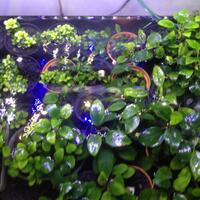 aquascape-for-everyone-learning-and-sharing---part-2