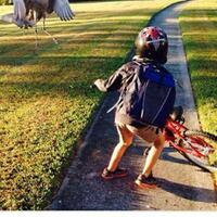 mengenal-beberapa-hewan-purba-dari-pokemon