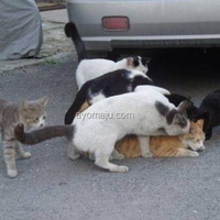 siswi-dirudapaksa-teman-satu-kelas