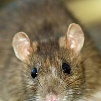 tragis-lima-kisah-bayi-tewas-mengenaskan-karena-alasan-sepele