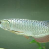 arowana--new-thread----part-1