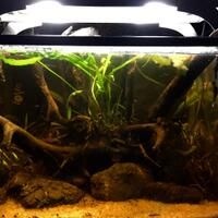 aquascape-for-everyone-learning-and-sharing---part-2