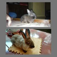 rcc-rabbit-lover---part-3