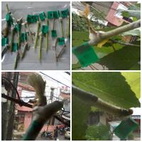 kampung-anggur----part-3