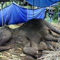 kebun-binatang-bandung-kematian-gajah-dan-kegeraman-publik