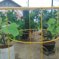 kampung-anggur----part-3