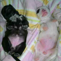 the-american-pitbull-lover039s---part-5