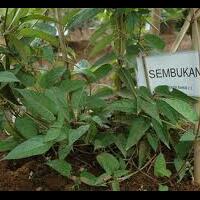 daun-kaya-manfaat-daun-kentut