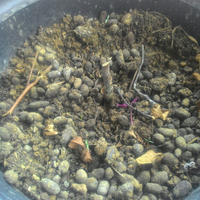 dilarang-bikin-thread-baru-mau-tanya-tentang-tanaman-masuk-sini-saja