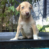 the-american-pitbull-lover039s---part-5