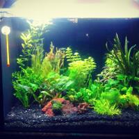 aquascape-for-everyone-learning-and-sharing---part-2