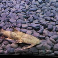 new--freshwater-fish-lounge---part-2