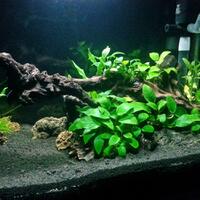 aquascape-for-everyone-learning-and-sharing---part-2