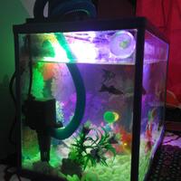 mini-aquarium-lovers-ayoo-masuk