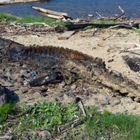 monster-laut-mengerikan-terdampar-di-pantai-gan-sisa-dinosaurus