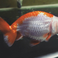 maskoki-ngomongin-semuanya-ttg-maskoki-yuk---part-5