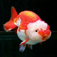 maskoki-ngomongin-semuanya-ttg-maskoki-yuk---part-5