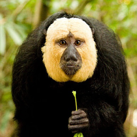 new-lounge-of-saburai--wajib-baca-rules-sebelum-posting-----part-1