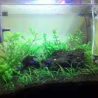 aquascape-for-everyone-learning-and-sharing---part-2