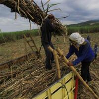 rencana-impor-gula-sebelum-musim-giling-menuai-protes-petani