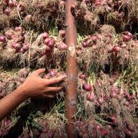 pemerintah-kontrol-harga-pangan-jelang-puasa-dan-lebaran