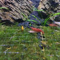 aquascape-for-everyone-learning-and-sharing---part-2