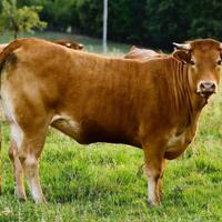 keunggulan-impor-sperma-sapi-dibanding-sapi-indukan