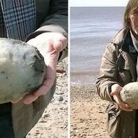 6-benda--menjijikkan--ini-ternyata-harganya-selangit