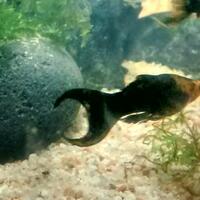 aquascape-for-everyone-learning-and-sharing---part-2