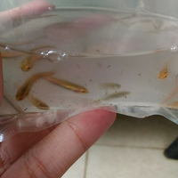 new--freshwater-fish-lounge---part-2