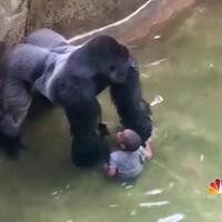 gorila-ditembak-mati-publik-as-buat-petisi-tuntut-ibu-bocah-diadili-karena-lalai