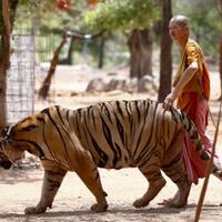 senja-kala-kuil-harimau-di-thailand