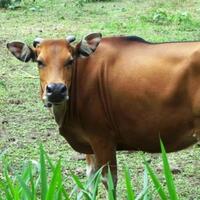 jokowi-minta-harga-daging-rp-80000-kg-pedagang-kalau-mau-subsidi-bisa