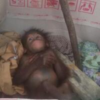 sang-induk-dibunuh-bayi-orangutan-menangis